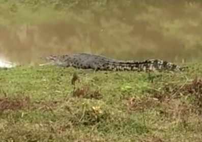 Foto Ilustrasi Buaya 