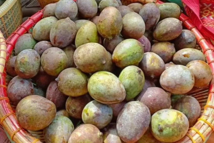 Harum Bau Buah Kasturi