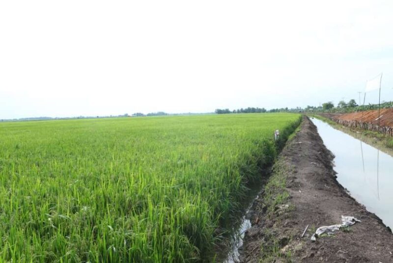 Areal Persawahan Masih Cukup Luas, dan Mampu Swasembada Pertanian untuk Kebutuhan Daerah (foto:istimewa)