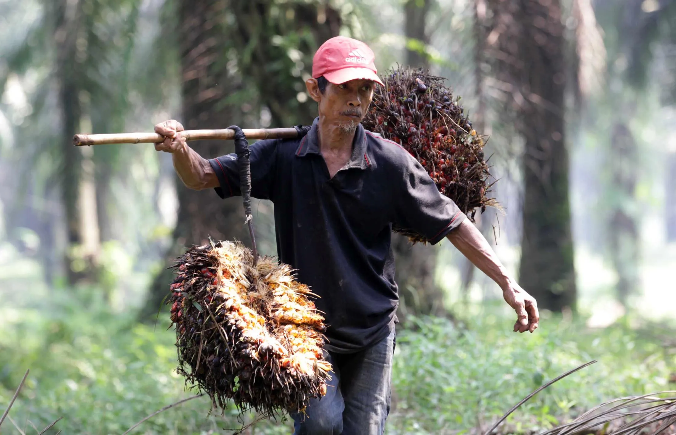 Kerja Keras Petani Sawit (foto:istimewa)