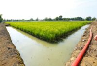 Lahan Pertanian dan Produksi Beras Mencukupi (foto:istimewa)