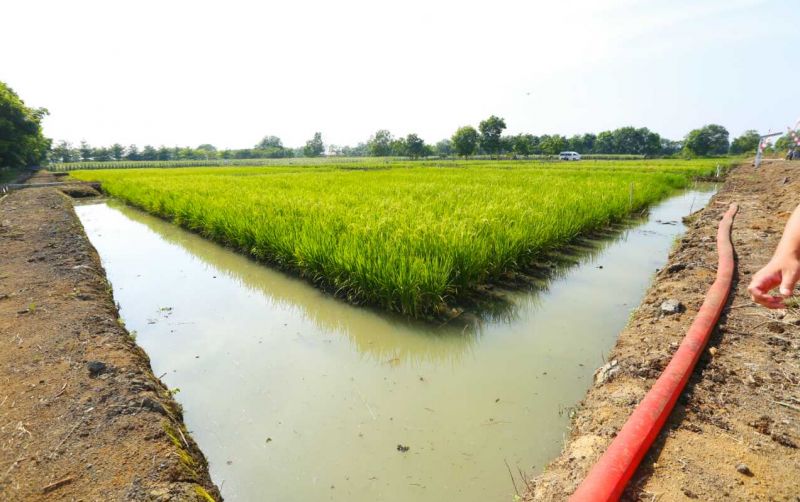 Lahan Pertanian dan Produksi Beras Mencukupi (foto:istimewa)