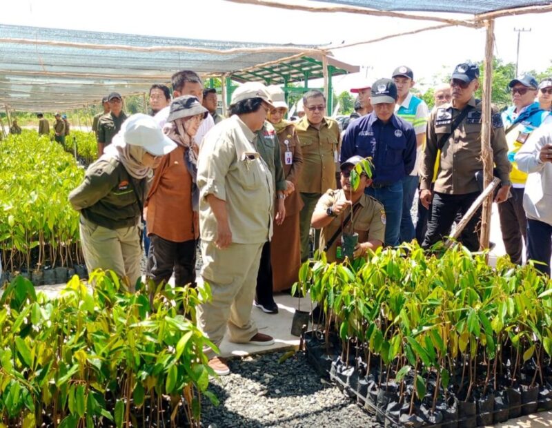 Siti Nurbaya Bakar Menteri Lingkungan Hidup dan Kehutanan di Persemaian Liang Anggang Kota Banjarbaru, Kalsel (foto:istimewa)