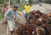 Petani Sawit Terus Bekerja untuk Kepentingan Keluarga (foto:istimewa)