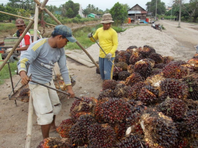 Petani Sawit Terus Bekerja untuk Kepentingan Keluarga (foto:istimewa)