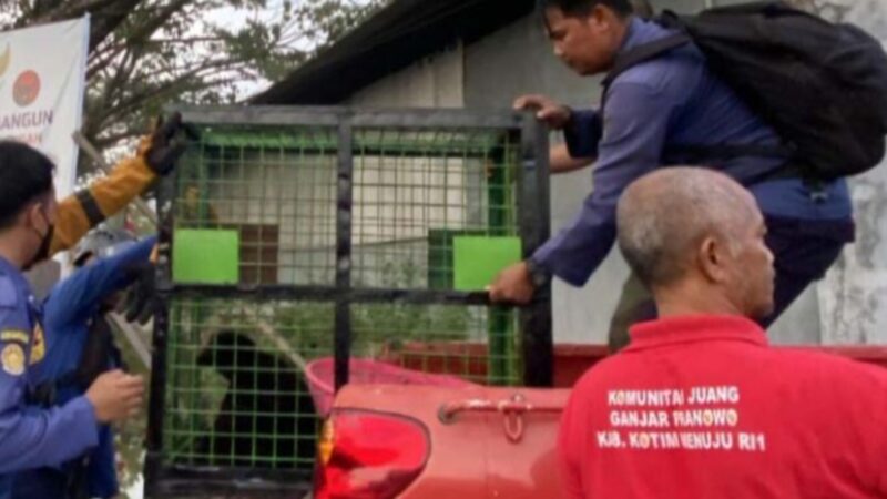 BERUANG yang teror warga Sampit berhasil ditangkap (foto Istimewa)