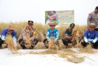 panen raya di Kelurahan Tanjung Pagar, Kecamatan Banjarmasin Selatan (foto:istimewa)