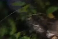 Seorang pria bernama Benjo (30) tewas ditelan ular piton sepanjang 6 meter (Foto Istimewa/Bomindonesia)