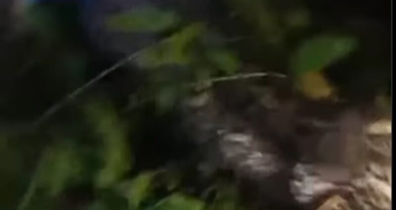 Seorang pria bernama Benjo (30) tewas ditelan ular piton sepanjang 6 meter (Foto Istimewa/Bomindonesia)
