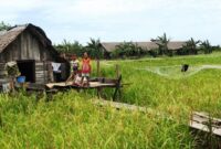 Lahan Sawah Masih Luas dan Sektor Pertanian Menjadi Penyangga Kebutuhan (foto:istimewa/bomindonesia)