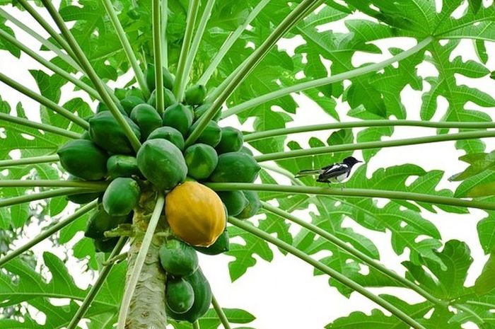 Daun Pepaya Mampu Mencegah Kanker (foto:istimewa/bomindonesia)