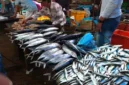 Stok Ikan Laut Masih Terkendali dan Aman (foto:istimewa)