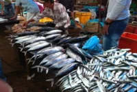 Stok Ikan Laut Masih Terkendali dan Aman (foto:istimewa)
