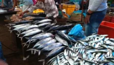 Stok Ikan Laut Masih Terkendali dan Aman (foto:istimewa)