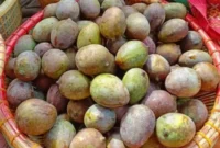 Buah Kasturi Harum Baunya (foto:istimewa/bomindonesia)