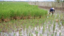 Lahan Persawahan Potensial untuk Swasembada Pangan (foto:istimewa/bomindonesia)