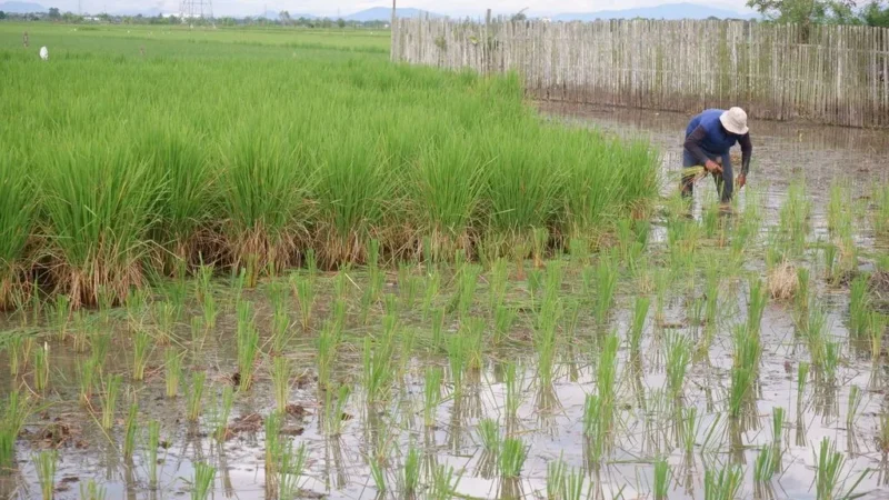 Lahan Persawahan Potensial untuk Swasembada Pangan (foto:istimewa/bomindonesia)