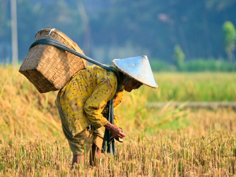 Petani Indonesia Makin Gigih Berusaha (foto:istimewa/bomindonesia)
