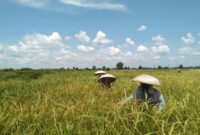 Kawasan Persawahan Desa Sungai Rangas Kalimantan Selatan (Kalsel) (foto:istimewa/bomindonesia)
