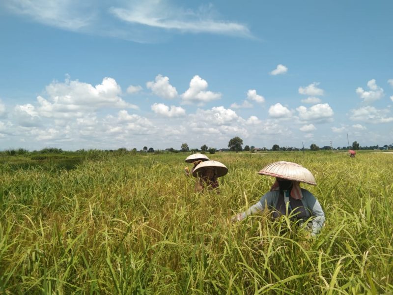 Kawasan Persawahan Desa Sungai Rangas Kalimantan Selatan (Kalsel) (foto:istimewa/bomindonesia)