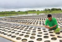 Media Berupa Styrofoam untuk Penanaman Padi Secara Mengapung di Air (foto:istimewa/bomindonesia) 