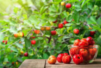 Banyak Manfaat Buah Ceri untuk Kesehatan Tubuh (foto:istimewa/bomindonesia)