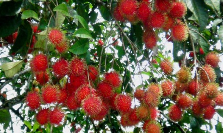 Jangan Lupa Konsumsi Buah Rambutan (foto:istimewa/bomindonesia)