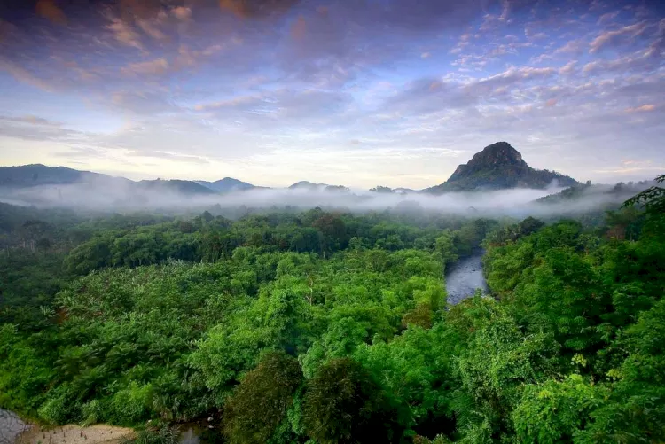 Bentangan Kawasan Hutan Mangrove Kabupaten Kotabaru