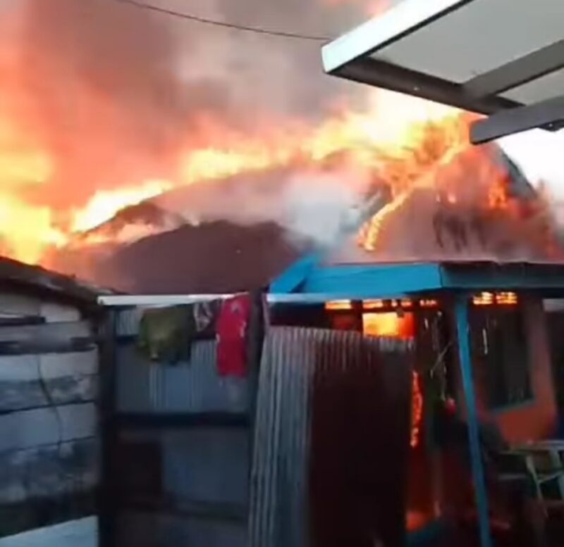 Jago Merah Alalak Tengah (Foto Istimewa/Bomindonesia)