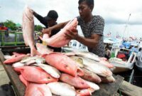 Tangkapan Ikan Luar Biasa dari Para Nelayan (foto:istimewa/bomindonesia)
