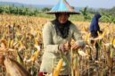 Panen Jagung untuk Kebutuhan Pangan (foto:istimewa/bomindonesia)