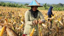 Panen Jagung untuk Kebutuhan Pangan (foto:istimewa/bomindonesia)