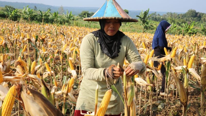 Panen Jagung untuk Kebutuhan Pangan (foto:istimewa/bomindonesia)