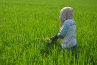 Sawah yang Baik Menghasilkan Produksi Padi Tinggi (foto:istimewa/bomindonesia)