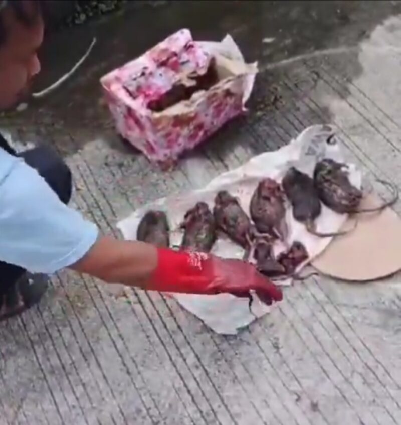 Redaksi Tempo kembali terima teror, kali ini paket kardus isi enam bangkai tikus (Foto tangkapan layar @lbhpersjakarta)

