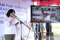 Panen Raya di Provinsi Kalsel bersama Presiden RI, Prabowo Subianto secara daring di Desa Panca Karya,  Kecamatan Alalak Ray 15, Kabupaten Barito Kuala