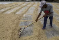 Panen Sukses, Serapana Gabah Petani Tinggi