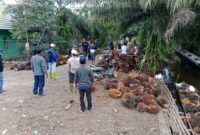Kepala Desa Gerah, Pencurian Sawit Picu Merosotnya Investasi di Barito Kuala (Foto Istimewa) 