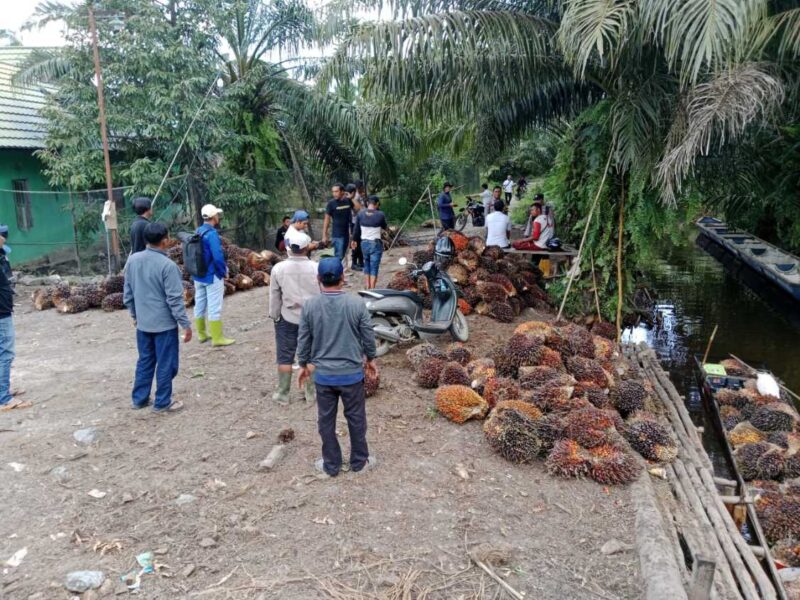 Kepala Desa Gerah, Pencurian Sawit Picu Merosotnya Investasi di Barito Kuala (Foto Istimewa) 
