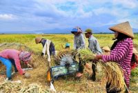 Panen dan Meningkatnya Produksi Beras