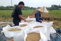  Harga Beli Gabah Tetap Kompetitif