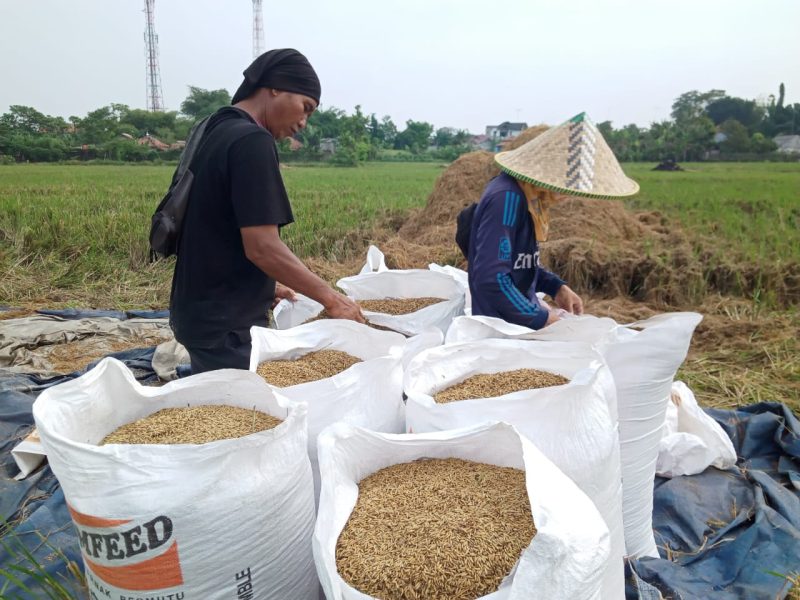  Harga Beli Gabah Tetap Kompetitif