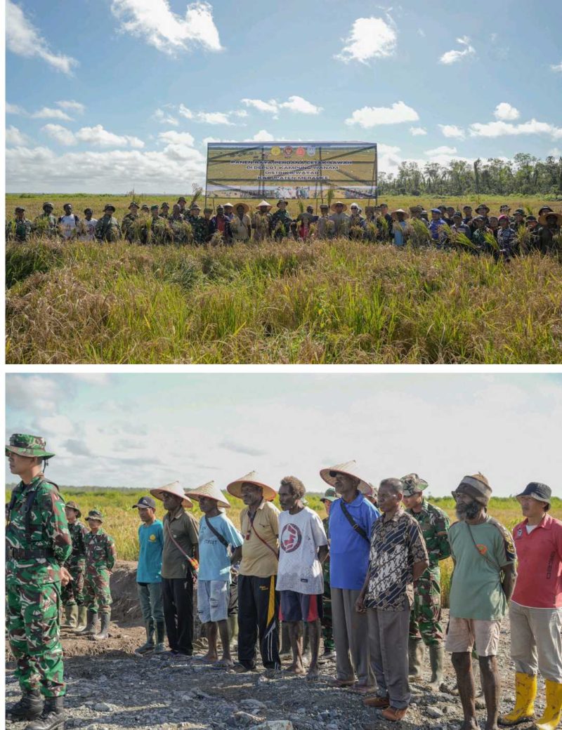 Momen bersejarah terjadi di Kampung Wanam, Papua Selatan, Jumat (16/5/2025), saat panen perdana padi di lahan cetak sawah demplot dilangsungkan.(Foto Istimewa )

