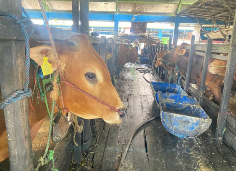 Ratusan Sapi Dari Jawa Sudah Masuk Kandang RPH Banjarmasin