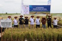 Panen Padi Apung di Desa Siang Gantung Kabupaten HSS, Kalimantan Selatan (foto:bomindonesia)