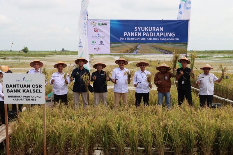 Panen Padi Apung di Desa Siang Gantung Kabupaten HSS, Kalimantan Selatan (foto:bomindonesia)