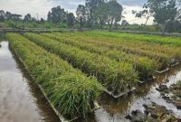 Padi Apung Mudahkan Petani, namun biaya relatif tinggi
