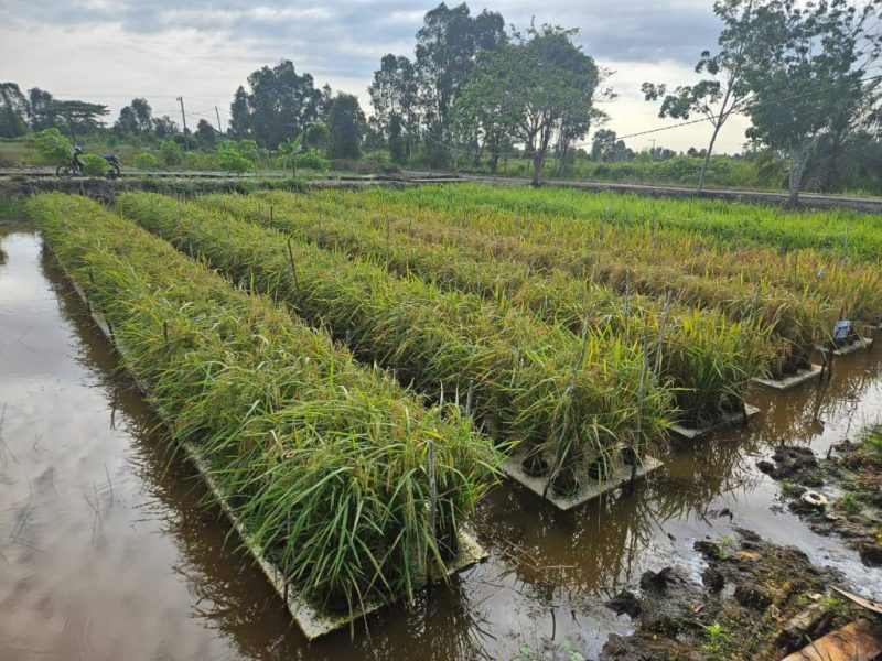 Padi Apung Mudahkan Petani, namun biaya relatif tinggi
