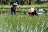Sektor Pertanian Penyumbang Tertinggi bagi Ekonomi Indonesia