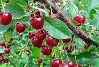 Manfaat Makan Buah Ceri untuk Tubuh